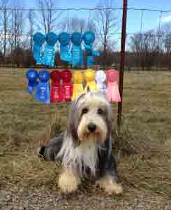 Bearded Collie