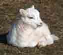 white lamb