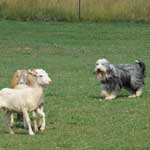 Bearded Collie